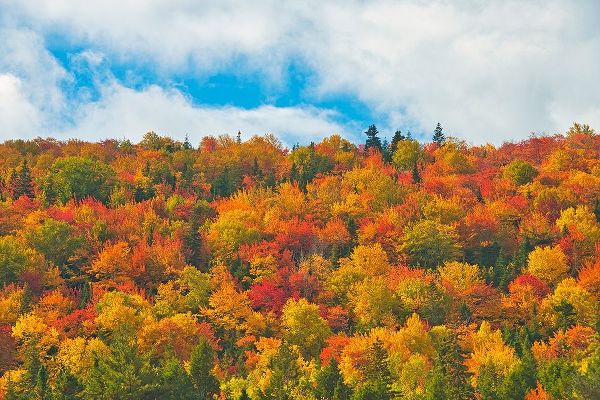 Canada-Nova Scotia-Indian Brook Forest in autumn foliage